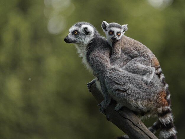 Ringtailed Lemur