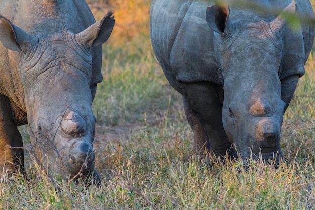 Rinoceronte ao pôr do sol em um safari na África do Sul