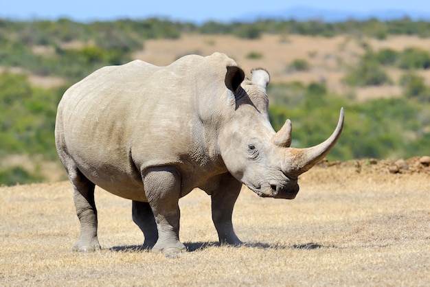 Rinoceronte blanco africano