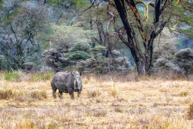 Rinoceronte blanco en el lago Nakuru Kenia