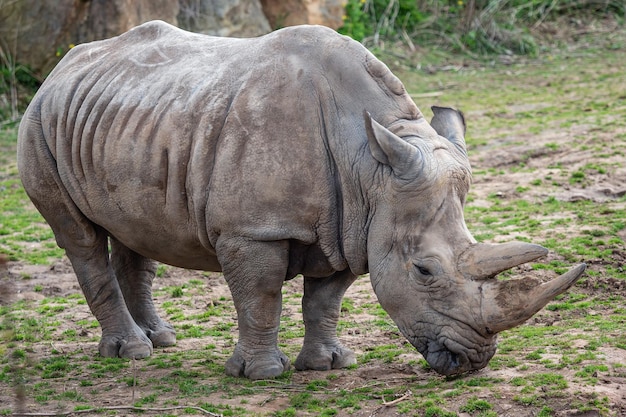 Rinoceronte blanco del sur Ceratotherium simum simum Especies animales en peligro crítico
