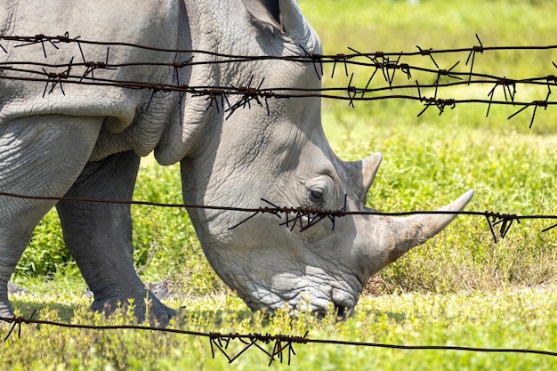 Rinoceronte branco andando na grama verde atrás de arame farpado em um zoológico