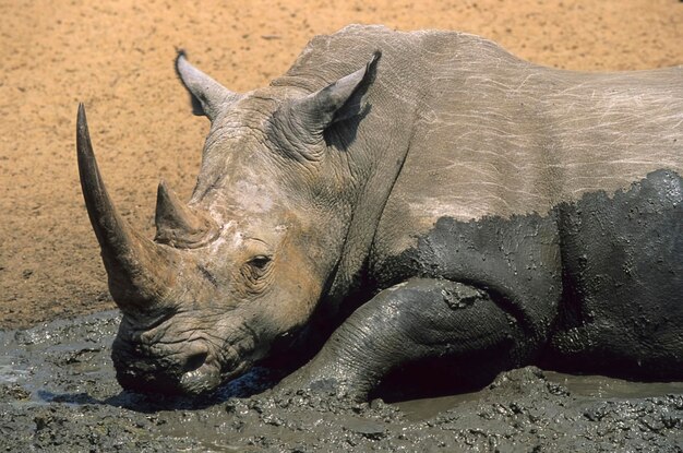 Foto rinoceronte branco ceratotherium simum mkuze áfrica do sul