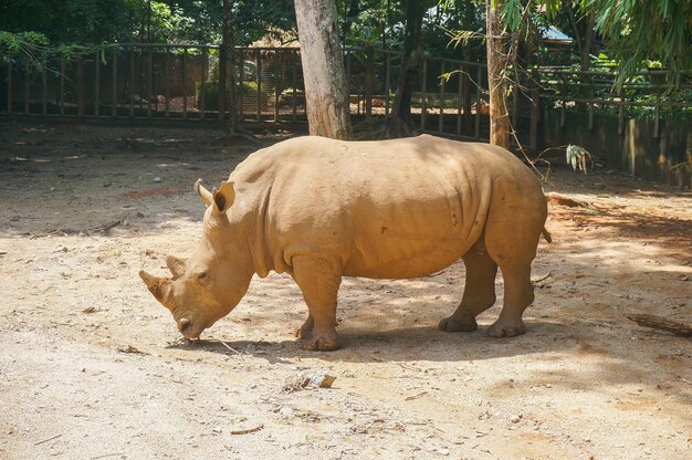 Rinoceronte branco (ceratotherium simum)