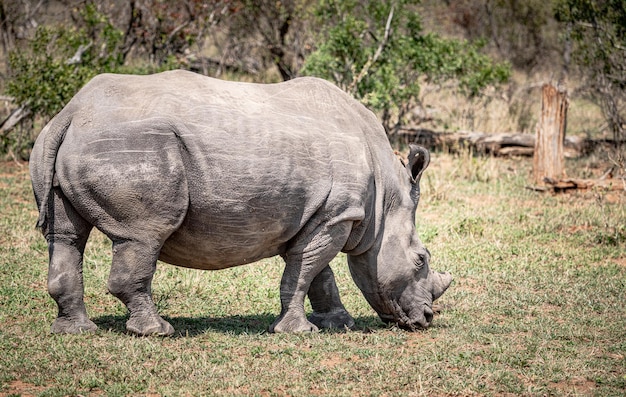 Rinoceronte Branco Ceratotherium Simum