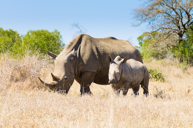 Rinoceronte branco com filhote de cachorro, do Parque HluhluweÃ ¢ â € Â “Imfolozi, Ã frica do Sul. Vida selvagem africana. Ceratotherium simum