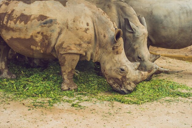 Rinoceronte branco na bela natureza. Animais selvagens em cativeiro. Espécies pré-históricas e ameaçadas de extinção no zoológico