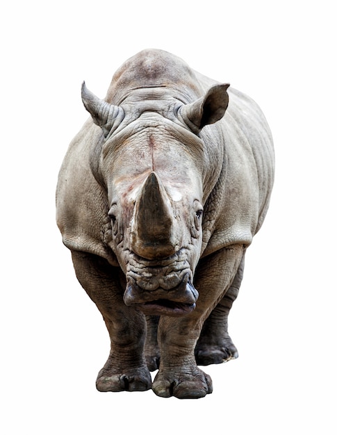 Foto rinoceronte em fundo branco
