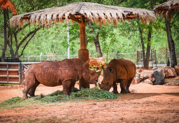 Rinoceronte granja zoológico en el parque nacional - rinoceronte blanco