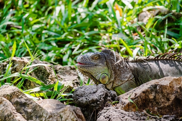 Rinoceronte Iguana (Cyclura cornuta) na natureza