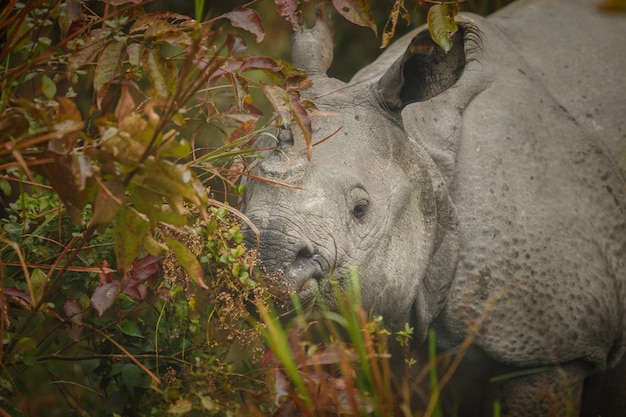 Rinoceronte indio en Asia rinoceronte indio o un rinoceronte de cuernos unicornis con hierba verde