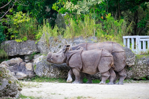 Rinoceronte indio (rhinoceros unicornis) con su madre en el zoológico Hellabrunn en Munich, Alemania.