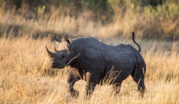 Rinoceronte na savana.