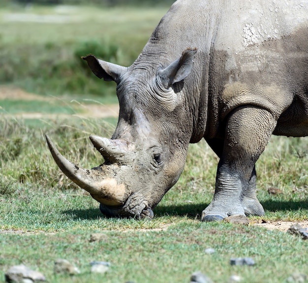 Rinoceronte negro en el Parque Nacional de Nakuru en Kenia