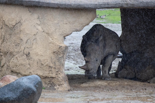 Rinoceronte rinoceronte negro comiendo afuera bajo la lluvia