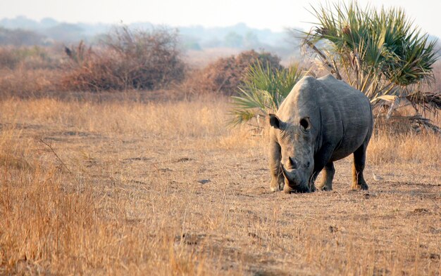 Foto el rinoceronte en un safari