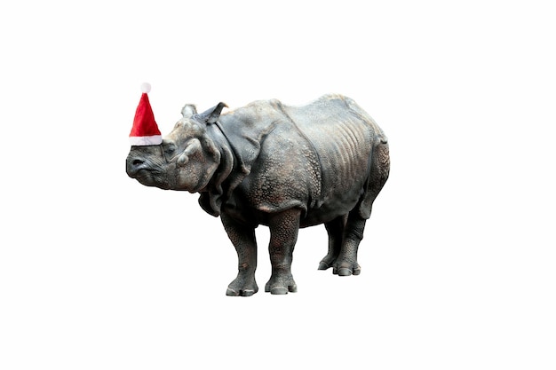 Rinoceronte en sombrero de Santa Claus aislado sobre fondo blanco, concepto de feliz Navidad