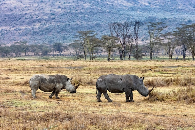 Rinoceronte y ternero caminando en el lago Nakuru Kenia