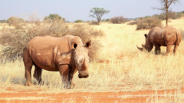 Rinocerontes en el desierto de Kalahari Namibia África