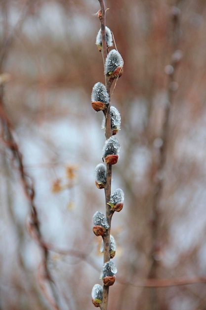 Rins jovens de pussywillow com gotas na primavera sinal de primavera na natureza