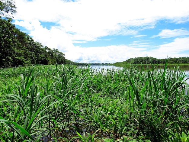 El río Amazonas en Perú América del Sur