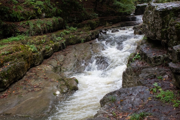 Un río angosto fluye a través del bosque.