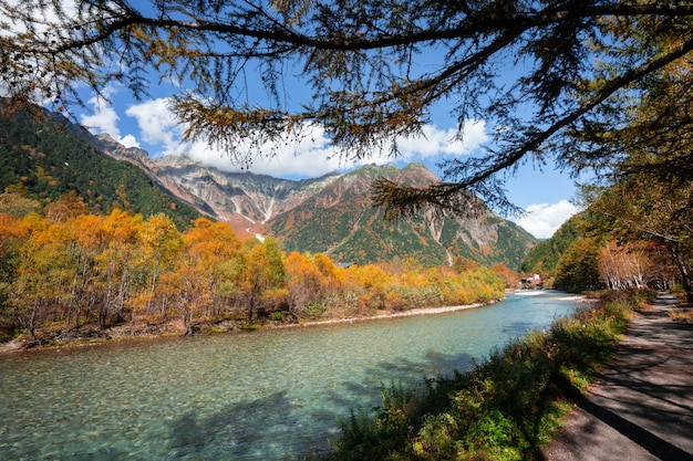 Río en el árbol de pino, Senderismo en Kamikochi, Japón