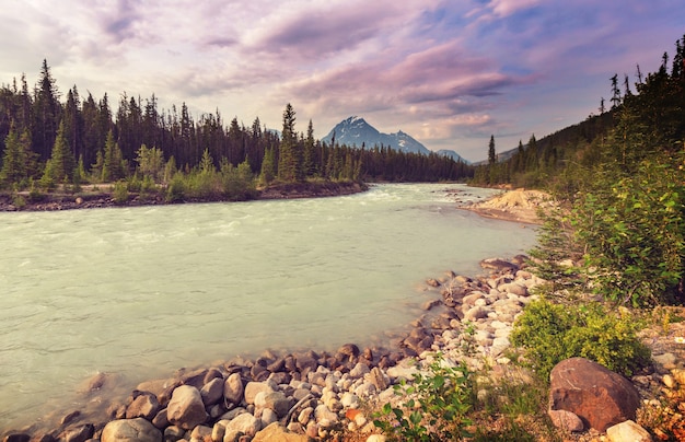 Río Athabasca en el Parque Nacional Jasper