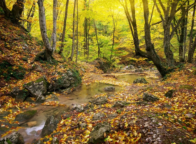 Rio bonito na floresta de outono
