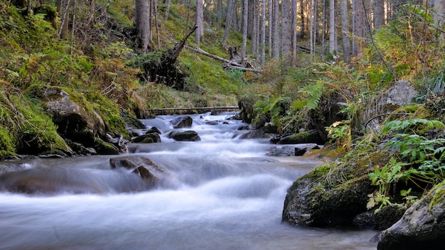 Un río en el bosque con un bosque al fondo.