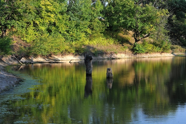 El río y el bosque denso