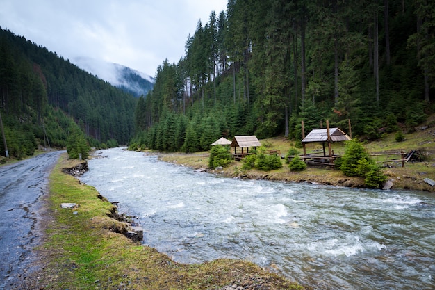 Río del bosque con flujo de agua activo