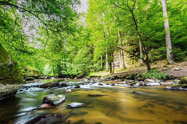 Un río en el bosque con un fondo verde.