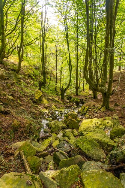 El río en el bosque de hayas en el camino del monte Adarra en la localidad de Urnieta, cerca de San Sebastián, Gipuzkoa