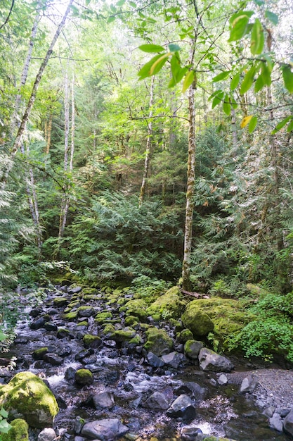 Río en el Bosque Nacional Olímpico Estado de Washington EE.UU.