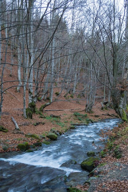 Río en el bosque de otoño