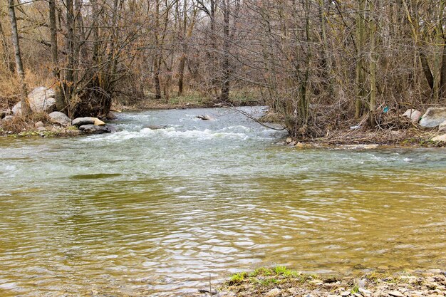 Río en el bosque en primavera