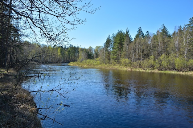 Río del bosque de primavera