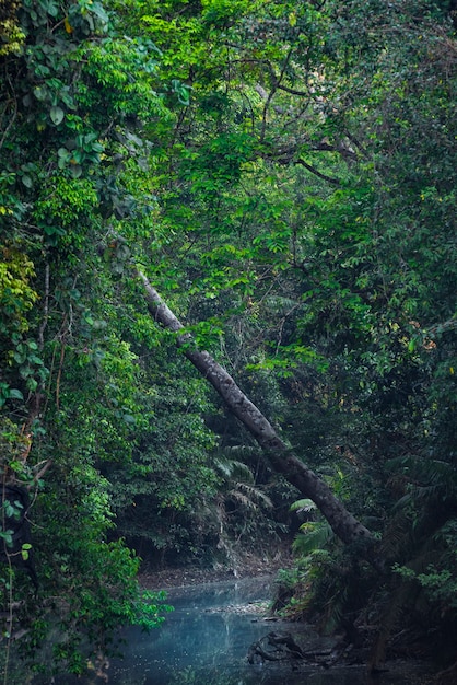 río en el bosque profundo