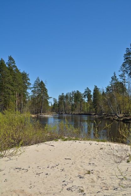 Río del bosque ruso en primavera