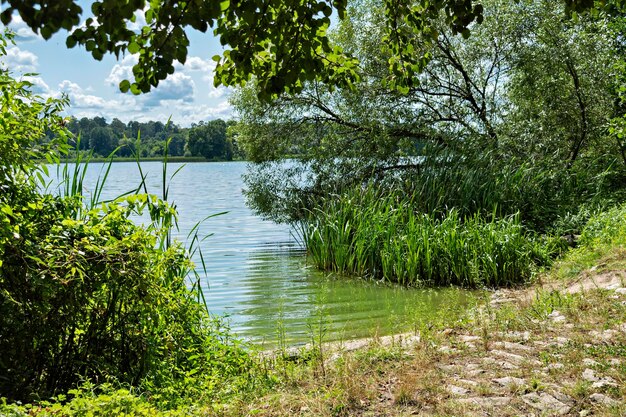 río en el bosque en verano caluroso