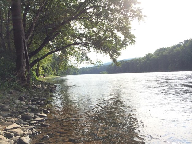 Foto río en el bosque