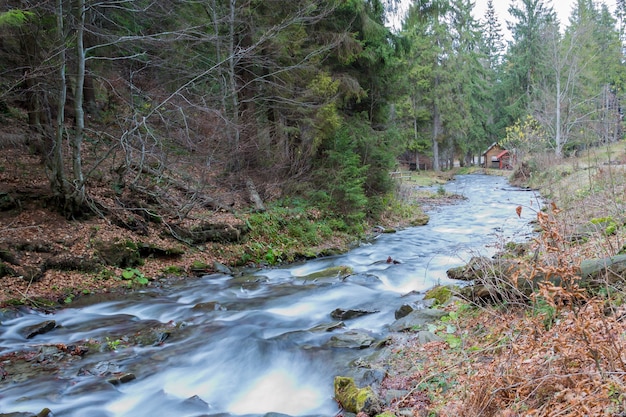 Río en el bosque