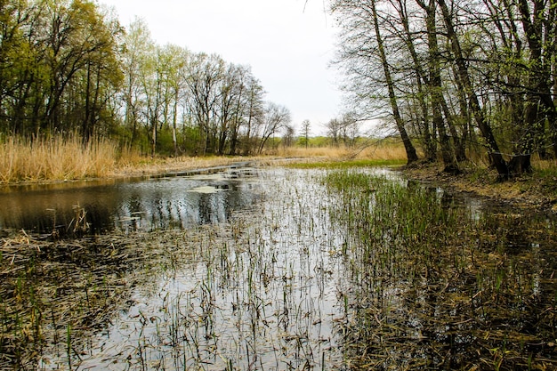 Río en el bosque