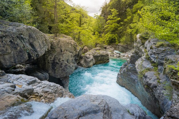 Río en el bosque