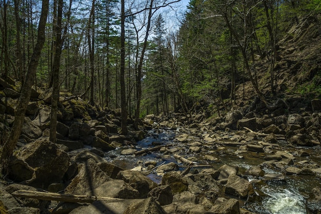 río en el bosque