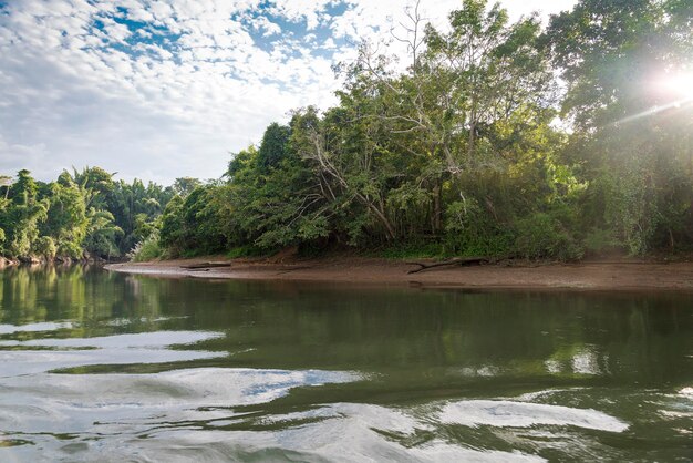 El río y el bosque