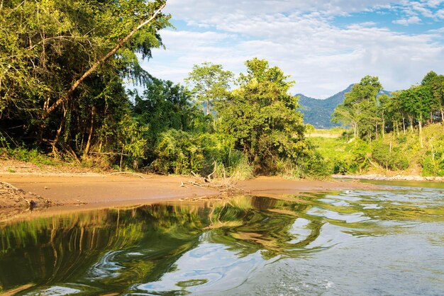 El río y el bosque