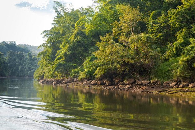 El río y el bosque