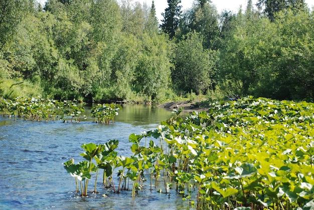 Río en los bosques de la República de Komi